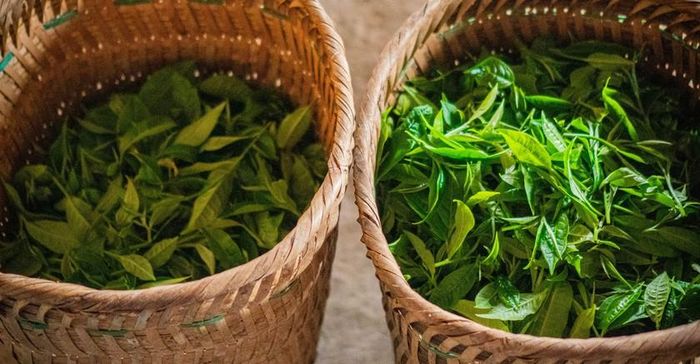 Sau hơn một giờ len theo các sườn đồi, hai địu trà của chị Thông đã đầy ắp. Việc hái trà được thực hiện thủ công, giúp tuyển chọn kỹ từng búp non và giữ nguyên chất lượng nguyên liệu. Với trà Shan tuyết, chỉ những búp đạt độ xanh non, mọng hương thích hợp mới được lựa chọn để chế biến.