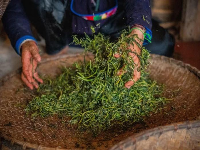Những búp chè sau khi vò được rũ đều trên nia, lộ rõ cánh trà xoăn tự nhiên và lớp tuyết trắng đặc trưng. Qua từng lần sao, hơi nước dần rút đi, để lại hương thơm dịu nhẹ đặc trưng của Shan tuyết Bản Liền.