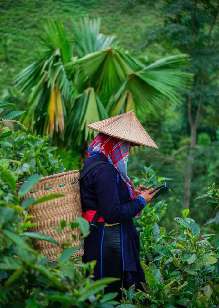 Giữa những đồi trà Shan tuyết xanh ngút mắt của Bản Liền, chị Vàng Thị Thông bắt đầu ngày mới bằng việc hái những búp trà non tinh tuyển. Đây là nguyên liệu quyết định hương vị đặc trưng của trà Shan tuyết vùng cao Bắc Hà.