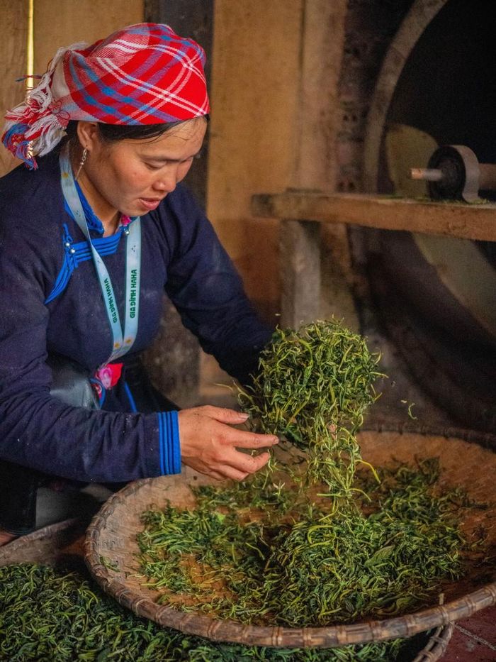 Từng cánh trà sau khi vò bắt đầu se lại, dậy hương thơm mộc mạc của núi rừng. Đây cũng là lúc những đặc trưng riêng của trà Shan tuyết Bản Liền dần hiện rõ, hòa cùng mùi khói bếp và hơi ấm của gian nhà vùng cao.