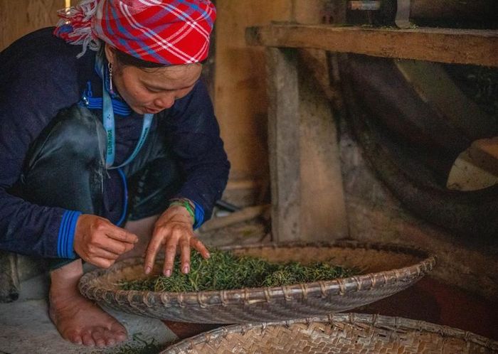 Vừa nhanh tay sao chè, chị vẫn không quên tỉ mẩn chọn ra những lá chè chưa đạt chất lượng, bị cháy hoặc những cọng ngắt quá dài. Việc nhặt bỏ những phần lỗi này giúp mẻ chè sau khi hoàn thành đạt độ đồng đều cao, không ảnh hưởng đến thẩm mỹ và mùi vị nguyên bản của trà di sản Bản Liền.