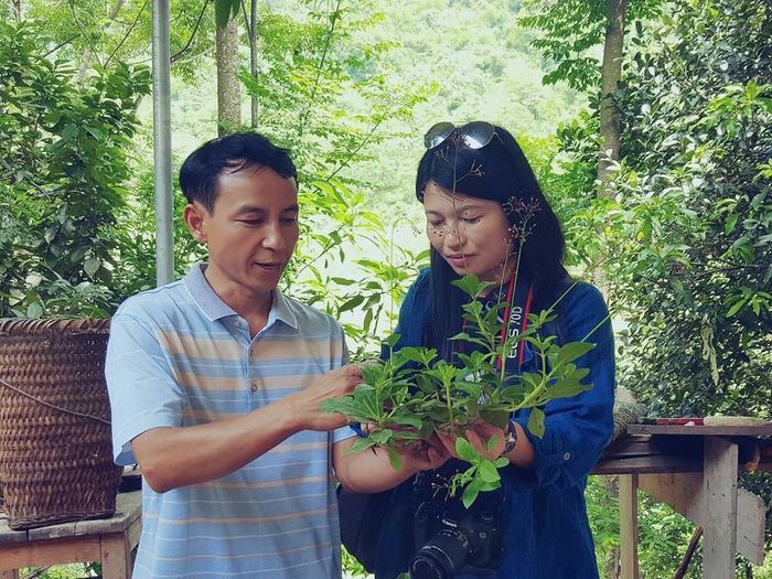 Một loại thuốc nam của người Dao miền tây Thanh Hóa.