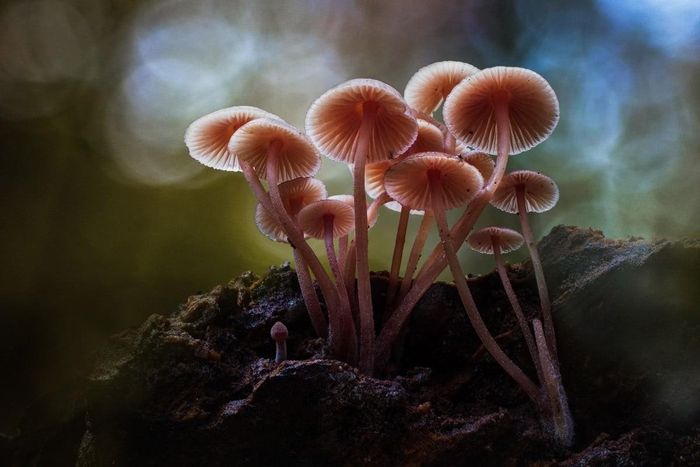 Nhiều loại nấm hoang có thể gây độc nếu chế biến không đúng cách. Ảnh minh họa: Shutterstock
