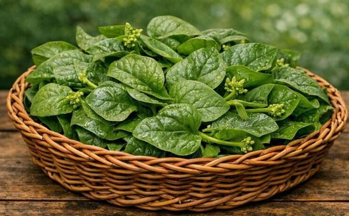 Việc ăn quá nhiều rau mồng tơi gây ảnh hưởng không tốt với một số nhóm người có bệnh lý. Ảnh minh họa