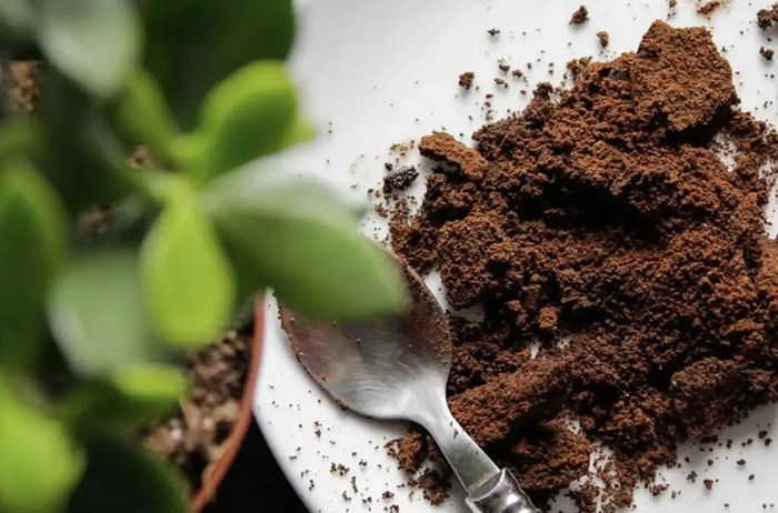 Bã cà phê có thể trở thành trợ thủ đắc lực trong việc kiểm soát kiến