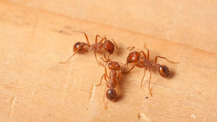 Kiến mang lại nỗi phiền toái, ảnh hưởng đến sinh hoạt hằng ngày