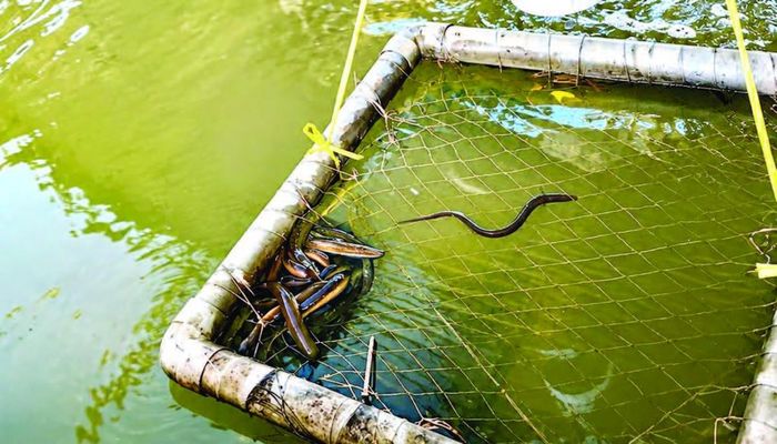 Cá chình là loài có sự thích nghi cao hơn cá tầm, phát triển khỏe mạnh, thịt săn chắc, ít mỡ và giữ được hương vị tự nhiên đặc trưng