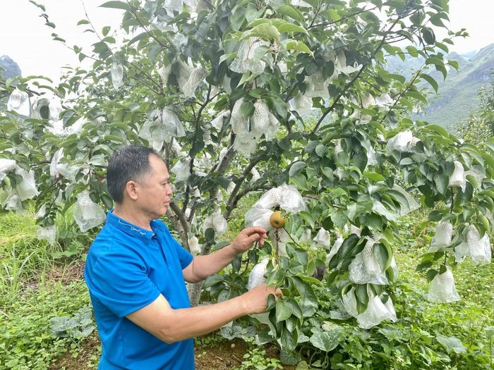 Mô hình trồng cây ăn quả đặc sản địa phương của gia đình ông Mông Văn Quốc, xóm Bản Chuồng, xã Xuân Trường cho hiệu quả kinh tế cao. Ảnh Quốc Sơn