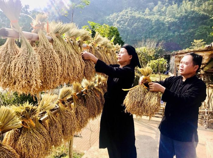 Gia đình ông Mông Văn Quốc, xóm Bản Chuồng, xã Xuân Trường trồng 1 ha lúa nếp hương, trừ chi phí sản xuất, mỗi năm thu lợi gần 80 triệu đồng. Ảnh Quốc Sơn