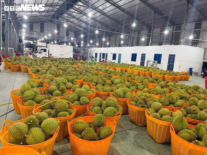 Sầu riêng vẫn là động lực chính thúc đẩy xuất khẩu rau quả của Việt Nam trong những tháng đầu năm 2026.