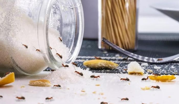 Nhiều loại tinh dầu thiên nhiên có tác dụng xua đuổi côn trùng, trong đó có kiến (Ảnh minh họa)