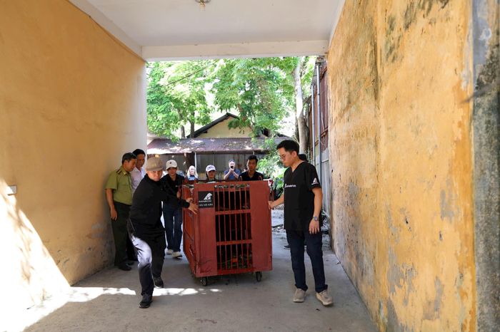 Hai cá thể gấu được chuyển về cham sóc, bảo tồn tại Vườn quốc gia Bạch Mã. Ảnh: Hoàng Sơn