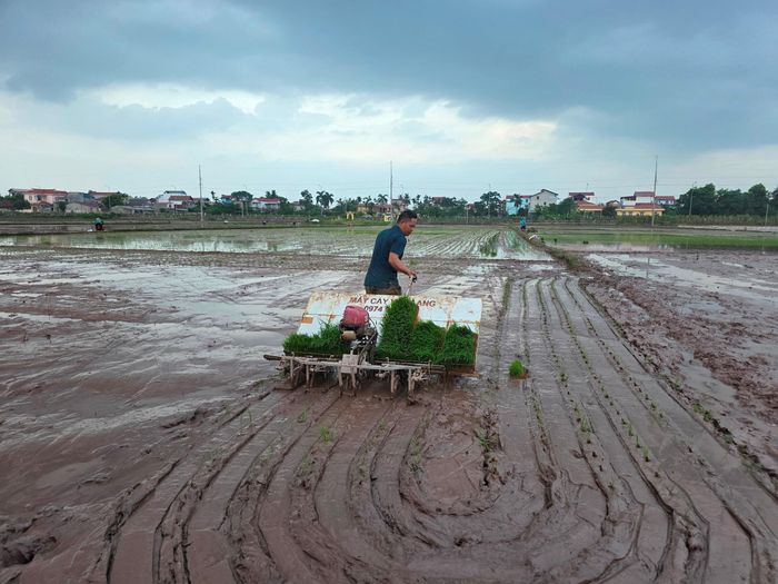 Để chủ động về thời gian, giảm chi phí, nhiều hộ dân ở xã Phúc Sơn đầu tư 18-20 triệu đồng mua máy cấy kéo tay. Ảnh: Kim Nhuệ