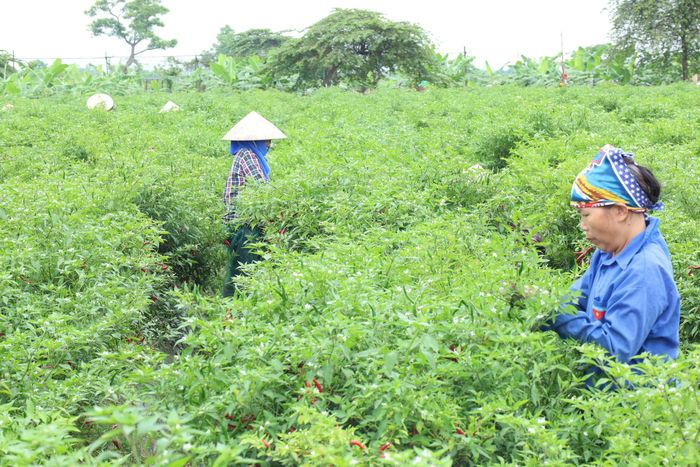 Xã Phúc Sơn đang xây dựng nhiều mô hình sản xuất nông nghiệp hiệu quả hơn trồng lúa. Ảnh: Kim Nhuệ