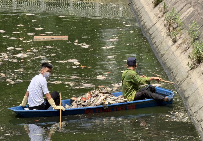 Phường Nghĩa Đô sớm triển khai các giải pháp để xử lý tình trạng cá chết. Ảnh: LT