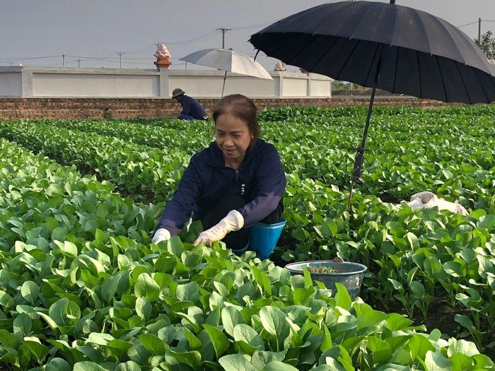 Sản xuất rau theo tiêu chuẩn VietGAP mang lại giá trị cao cho nông dân xã Bát Tràng. Ảnh: Trung Nguyên