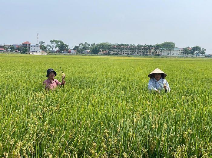 Sản phẩm đạt chứng nhận VietGAP thường được các hệ thống siêu thị, cửa hàng thực phẩm sạch và các đơn vị thu mua ưu tiên lựa chọn. Ảnh: PV