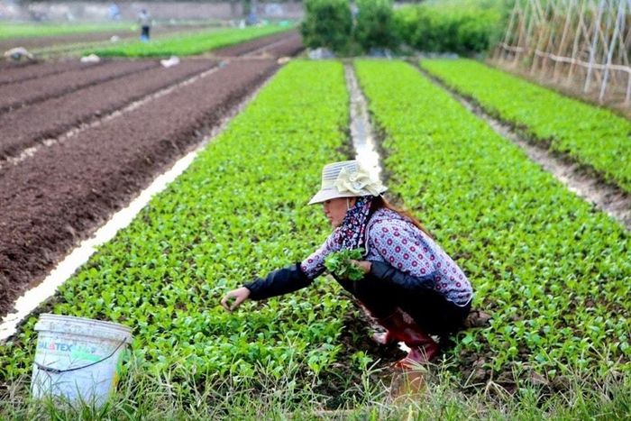 Sản xuất theo tiêu chuẩn VietGAP giúp tiết kiệm chi phí đầu vào, nâng cao hiệu quả quản lý và cải tiến quy trình sản xuất. Ảnh: PV