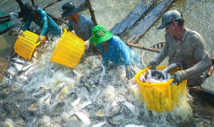 Vùng nuôi cá tra nguyên liệu tại tỉnh Đồng Tháp. Ảnh: Hồng Thắm