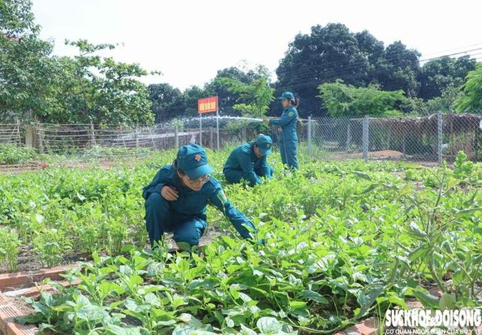 Vườn rau đơn vị được các nữ dân quân chăm sóc xanh mướt. Ảnh: Duy Ngọc.