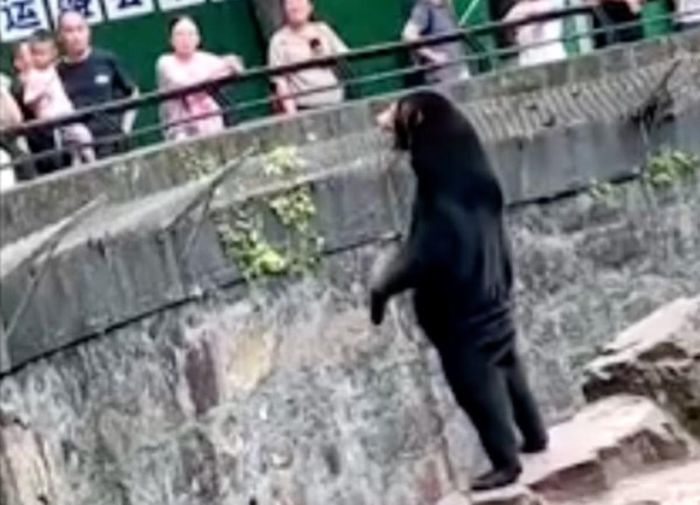 Trước đây, một sở thú khác ở Trung Quốc từng bị cho là để người đóng giả gấu chứ không có gấu thật. Sau đó sở thú phủ nhận, khẳng định sinh vật mà khách tham quan nhìn thấy là gấu thật. Ảnh: Reuters.
