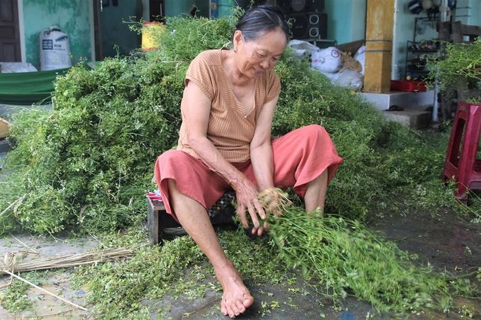 Nhiều người dân có thêm nguồn thu nhập từ "lá mùng 5"