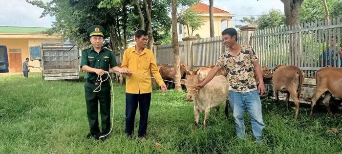 33 con bò giống được trao tặng cho 33 hộ dân