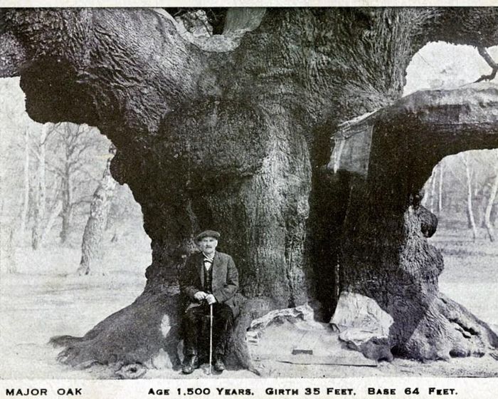Cây sồi Major vào khoảng năm 1900. Ảnh: Heritage Images
