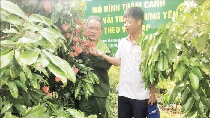 Vườn vải trứng thâm canh theo hướng VietGAP của gia đình ông Lê Ngọc Thương ở xã Đoàn Đào (Hưng Yên) mang lại hiệu quả kinh tế cao. (Ảnh: NGUYÊN PHÚC)