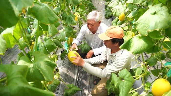 Nhờ ứng dụng công nghệ cao, lượng thuốc bảo vệ thực vật trong mô hình trồng dưa lưới giảm khoảng 70% so với phương thức truyền thống.