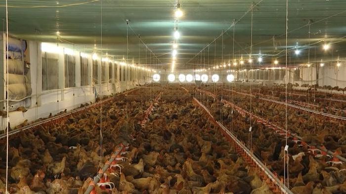 Phát triển nông nghiệp theo hướng "Công nghệ cao - sinh thái - tuần hoàn - đô thị thông minh" là định hướng của TPHCM giai đoạn 2026 - 2030.