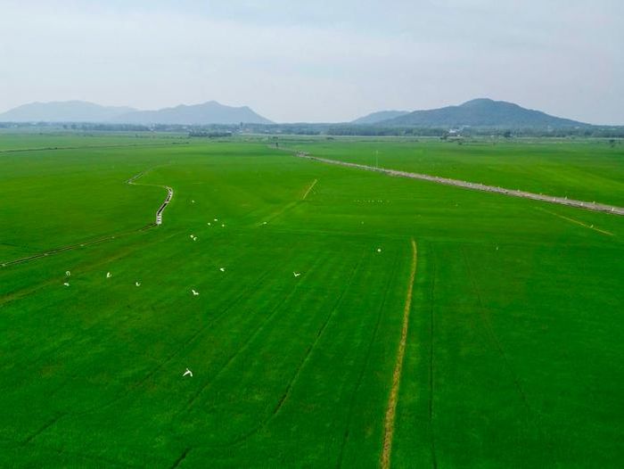 Ứng dụng drone trong canh tác lúa đang mở ra hướng đi mới cho nông nghiệp hiện đại tại TPHCM.