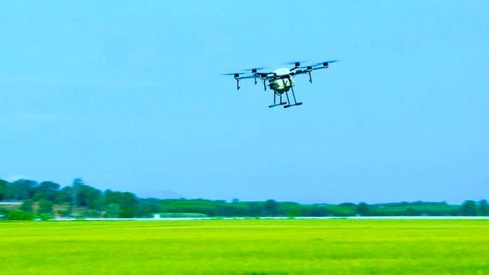 Thiết bị bay không người lái phun thuốc bảo vệ thực vật trên cánh đồng lúa tại xã Long Điền, góp phần nâng cao hiệu quả sản xuất.