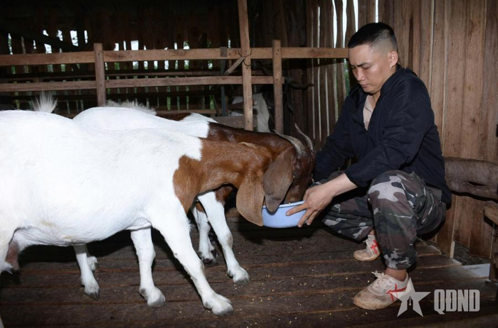 Anh Dương Quốc Cường chăm sóc đàn dê.
