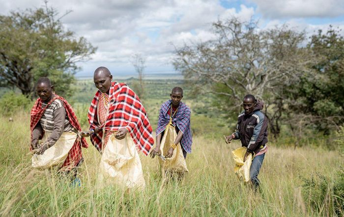 Thu thập hạt giống trên một đồng cỏ ở Tanzania. ẢNH: UNDP