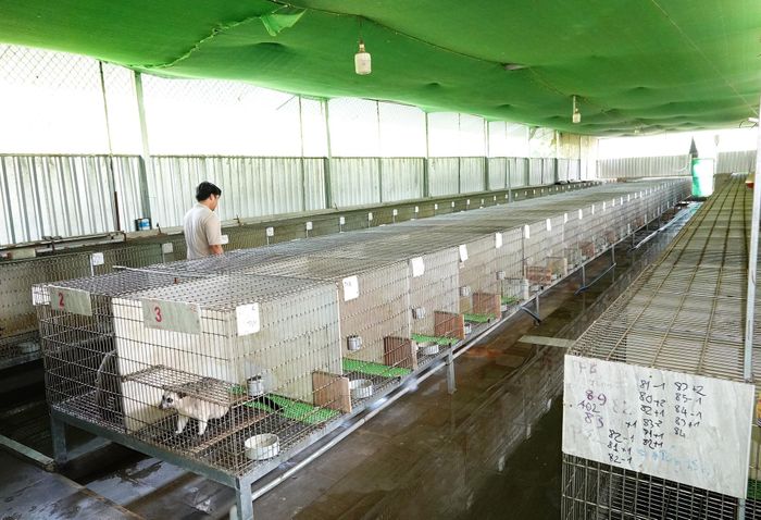 Anh Nguyễn Văn Hưng bên đàn chồn hương tại trang trại ở xã Phụng Hiệp, TP Cần Thơ