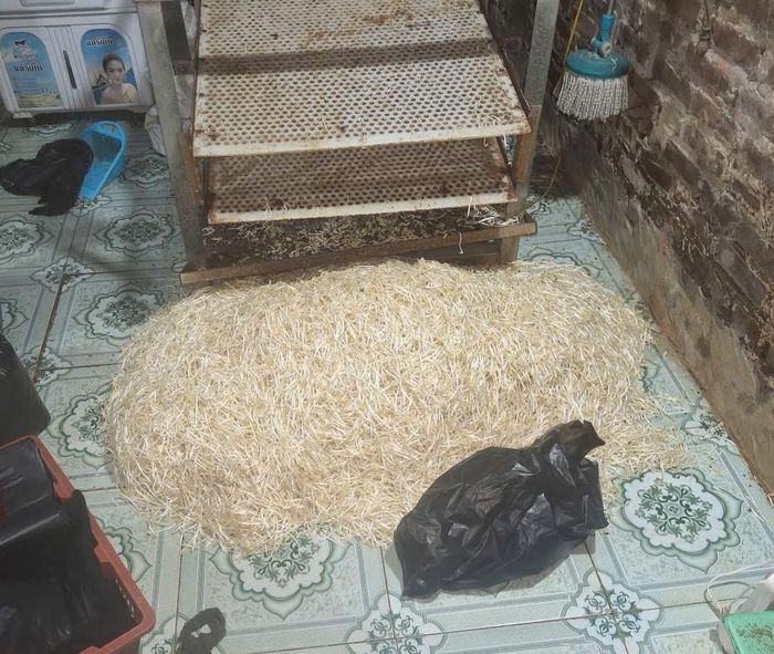 Số giá đỗ được xác định đã sử dụng hóa chất kích thích sinh trưởng. Ảnh: CACC