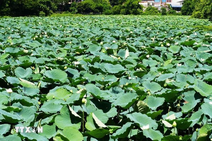 Cây và hoa sen trắng nở phủ kín mặt hồ Tịnh Tâm trong Kinh thành Huế. (Ảnh: Nguyên Lý/TTXVN)