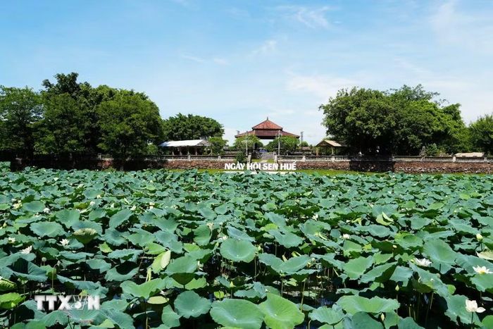 Cây và hoa sen trắng nở phủ kín mặt hồ Tịnh Tâm trong Kinh thành Huế. (Ảnh: Nguyên Lý/TTXVN)