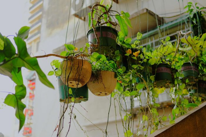 Xen giữa những khối bê tông cũ kỹ là sắc xanh của cây cối, mang đến sức sống và sự bình yên cho không gian sống.