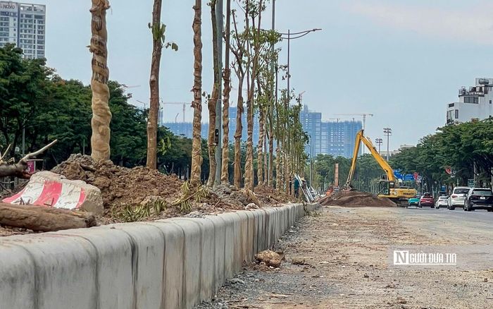 Việc này sẽ đáp ứng yêu cầu về kỹ thuật, khả năng chống chịu bão và đảm bảo sinh trưởng, phát triển phù hợp với hiện trạng của công trình.