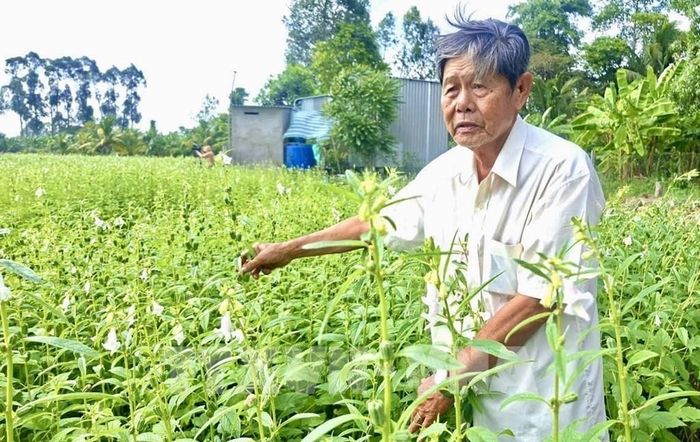 Ông Mai Tấn Phước (phường Mỹ Thới, An Giang) kiểm tra sự phát triển của cây mè trên diện tích đất luân canh sau vụ lúa. Ảnh: Thanh Sang-TTXVN