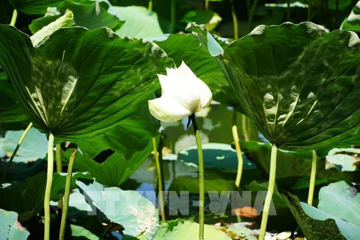 Hoa sen trắng ở hồ Tịnh Tâm trong Kinh thành Huế. Ảnh: Nguyên Lý - TTXVN