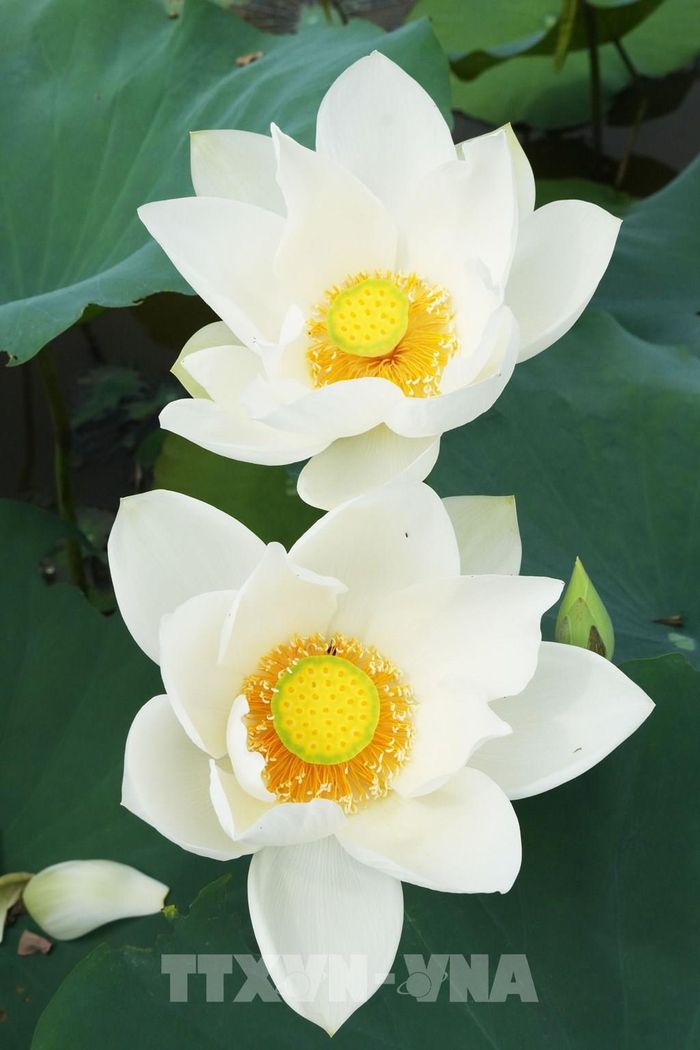 Hoa sen trắng trên hồ ở cánh đồng Bàu Vá, phường Thủy Xuân, thành phố Huế. Ảnh: Nguyên Lý - TTXVN
