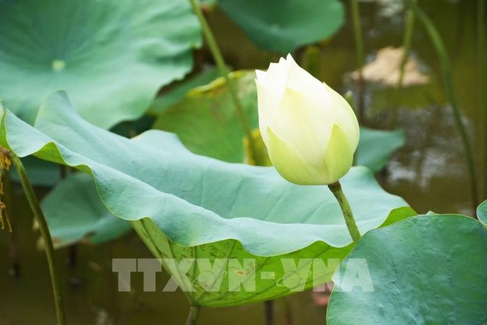 Hoa sen trắng trên hồ ở cánh đồng Bàu Vá, phường Thủy Xuân, thành phố Huế. Ảnh: Nguyên Lý - TTXVN