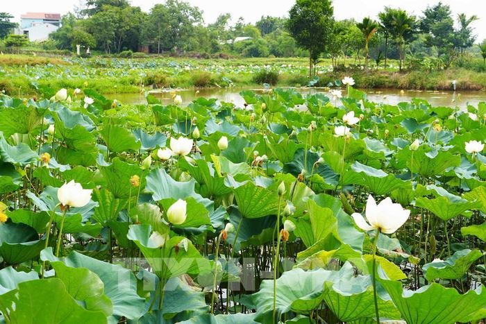 Hoa sen trắng trên hồ ở cánh đồng Bàu Vá, phường Thủy Xuân, thành phố Huế. Ảnh: Nguyên Lý - TTXVN
