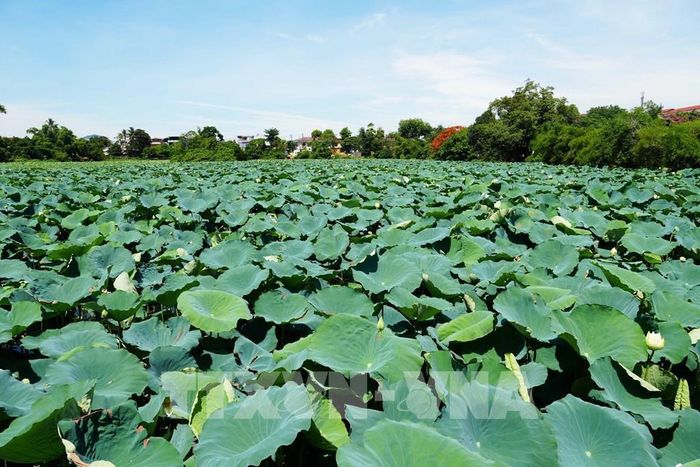 Cây và hoa sen trắng nở phủ kín mặt hồ Tịnh Tâm trong Kinh thành Huế. Ảnh: Nguyên Lý - TTXVN