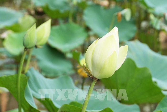 Hoa sen trắng trên hồ ở cánh đồng Bàu Vá, phường Thủy Xuân, thành phố Huế. Ảnh: Nguyên Lý - TTXVN