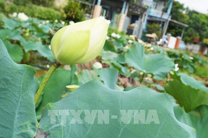 Hoa sen trắng trên hồ ở cánh đồng Bàu Vá, phường Thủy Xuân, thành phố Huế. Ảnh: Nguyên Lý - TTXVN 
