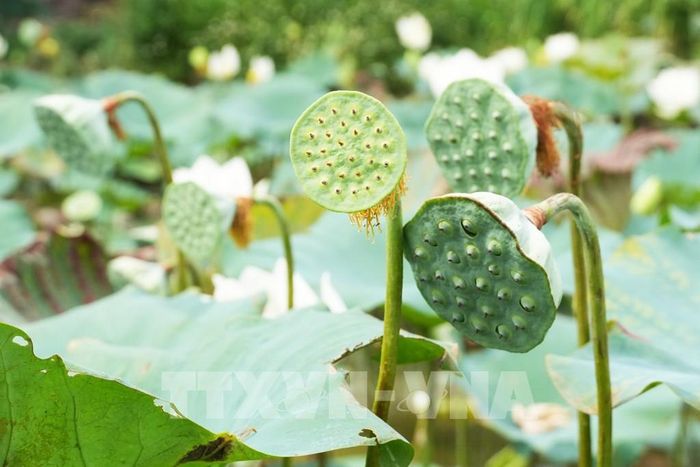 Đài của hoa sen trắng trên hồ ở cánh đồng Bàu Vá, phường Thủy Xuân, thành phố Huế. Ảnh: Nguyên Lý - TTXVN